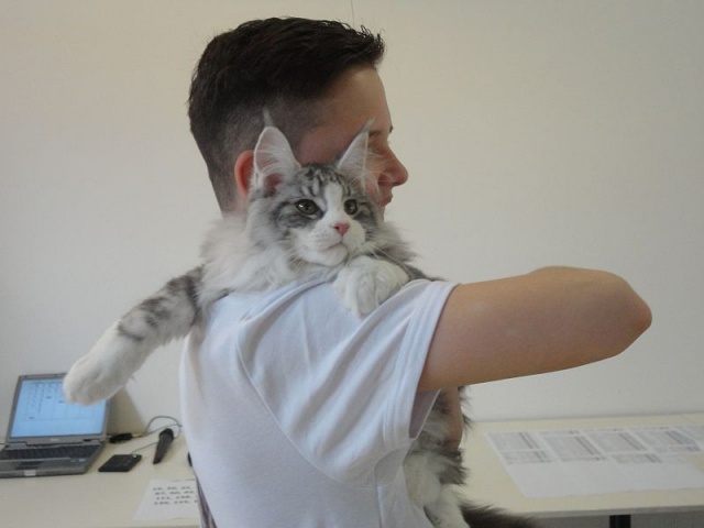 Maine Coon - mainská mývalia mačka - www.maine-coons.sk